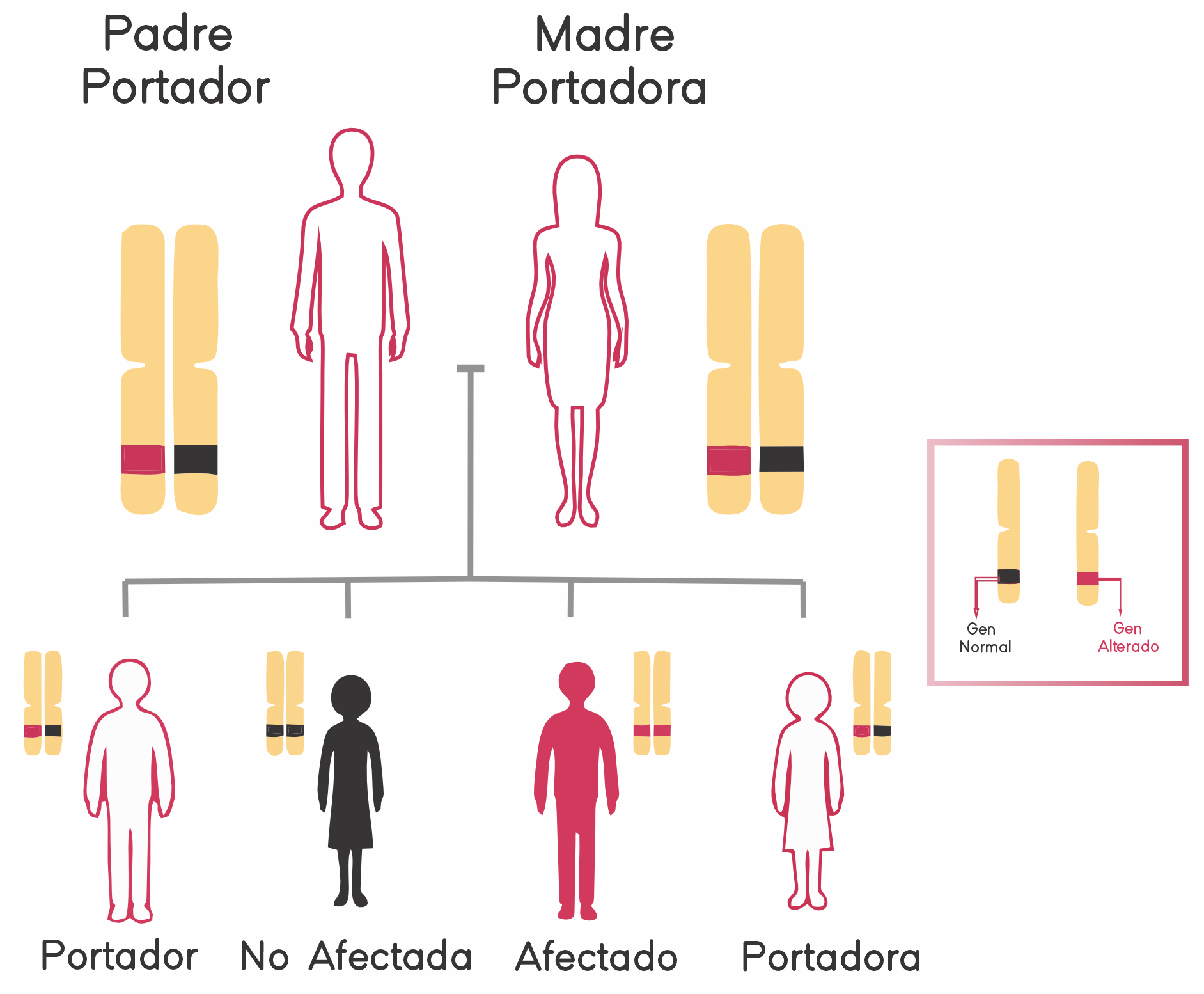 Detección de portadores de enfermedades recesivas